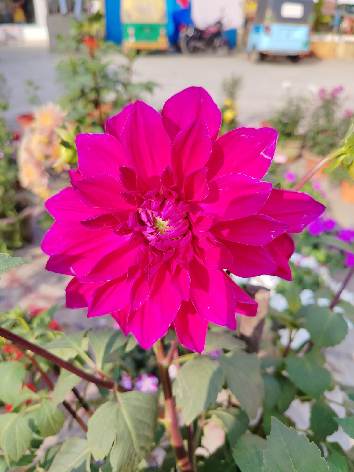 brand identity mockup